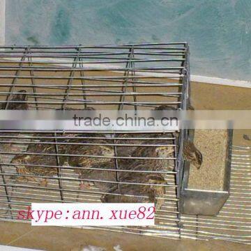 Layer Quail Cage For Sale