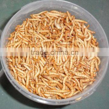 Best selling mealworm treats