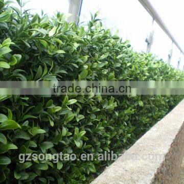 Locating Oversea Shop and Garden, SGS ISO Cerificate From China, Green Wall Manufacturers photo-2