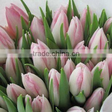 Wedding Flower Mixed Color Tulip Flower With Best Quality Wholesale From Yunnan,China