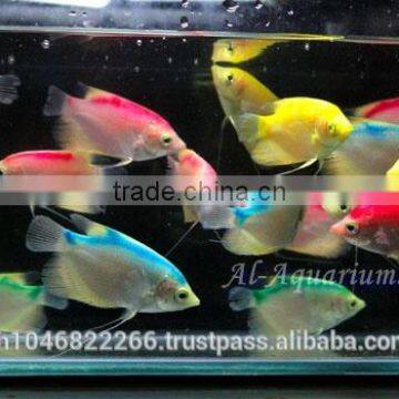 Giant Gourami Mix Color / Aquarium Fish Exporter photo-3