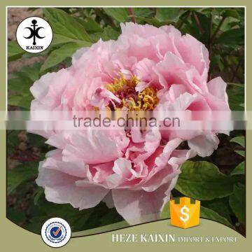 my Test Tree Peony Plant Root photo-2