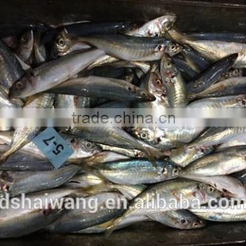 Frozen horse mackerel fish whole round with size 50 - 70 g