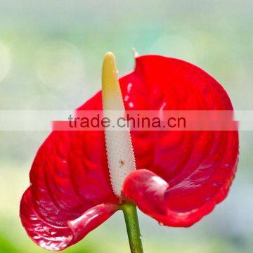 Decorative new coming crazy selling fresh cut flower anthurium