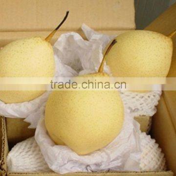 China fresh Ya pear for sale