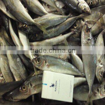 Frozen Horse Mackerel IQF sea fish whole round 100-200