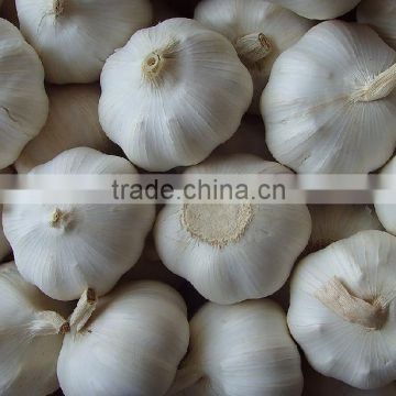 fresh white garlic