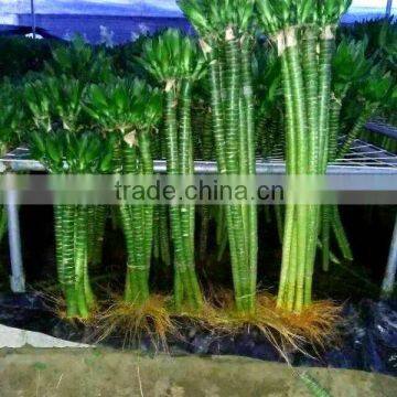 50cm lotus tiger lucky bamboo dracaena sanderiana indoor ornamental aquatic feng shui plants nursery garden decoration