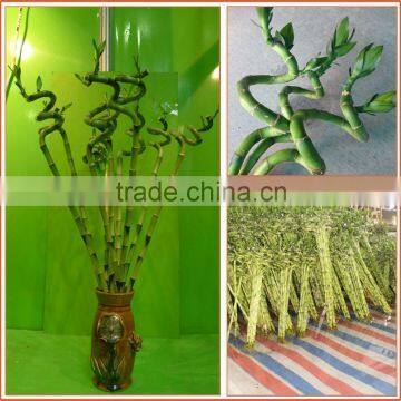 Spiral Lucky Bamboo 25cm-100cm DRACAENA SANDERIANA Air Bonsai Tree Indoor Aquatic Feng Shui Plants Nursery Garden Decoration photo-2