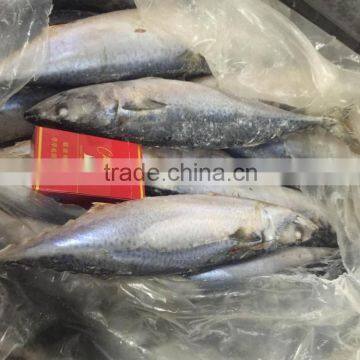 Seafrozen Bule Mackerel