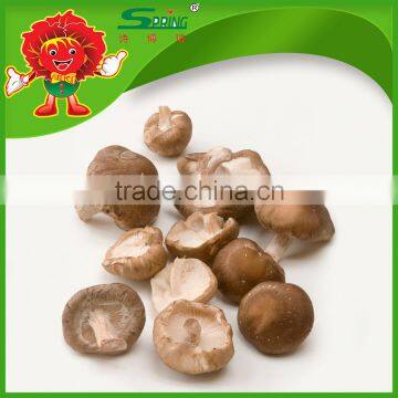 Best Fresh Matsutake Mushroom for Sale Frozen Mushrooms photo-3