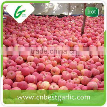 Big fresh fuji apple with best price