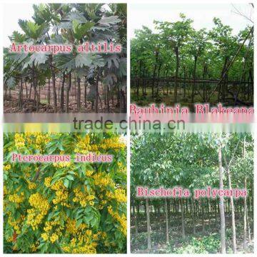 for Outdoor Landscaping Ornamental Bonsai Plants