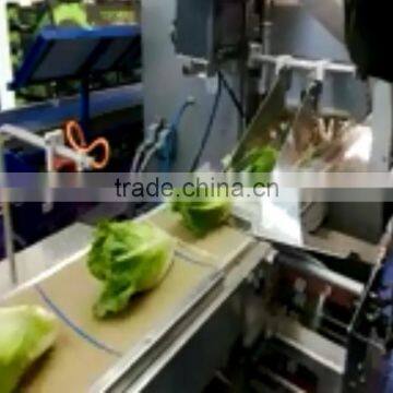 organic iceberg lettuce vegetable packaging machine in price
