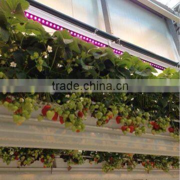 Led Grow Lamps High Quality 36w Led Holografico Chile Grow photo-5