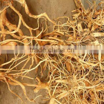 Reclaim Tree Roots photo-2