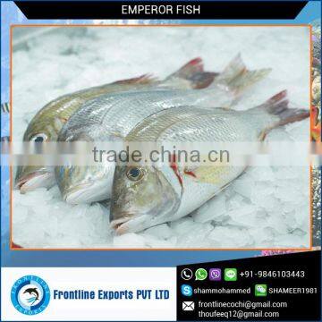 Best Quality Frozen Emperor Fish at Low Price