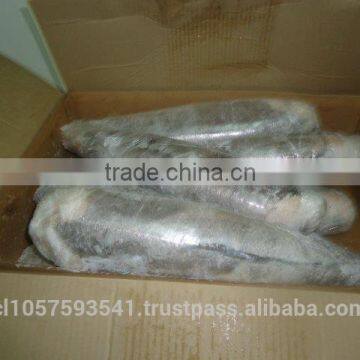 Patagonian Toothfish or Real Chilean Seabass photo-4