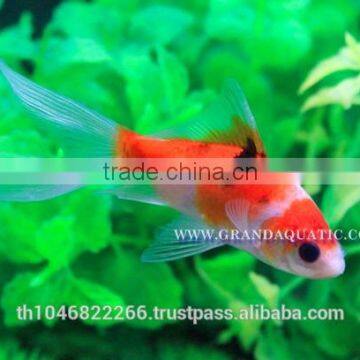 Comet Fish Farm For Sale and Export photo-6