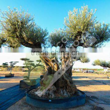 Fargas Collection - Millenary Olive Trees photo-4