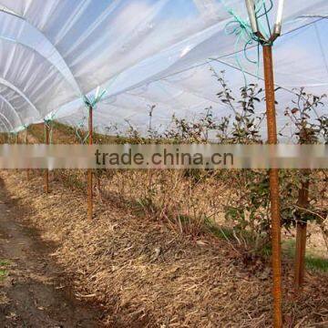 Agricultural Prefab Anchor Galvanized Sube Greenhouses Aeroponics photo-6