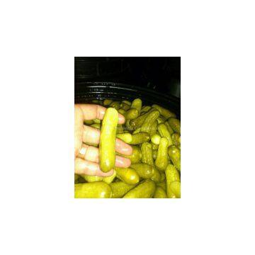 VIETNAM PICKLED CUCUMBER/ GHERKIN/ CORNICHON (Ms. Angela - website: dzungphan94)