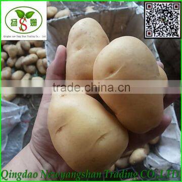2016 China Fresh Potato/Yellow Potato