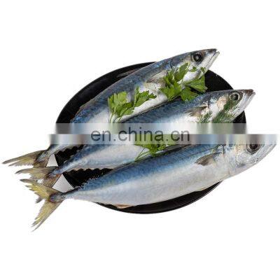 land frozen pacific mackerel fish sea frozen mackerel fish