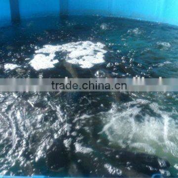 Transparent Folding PVC Plastic Fish Tank photo-6