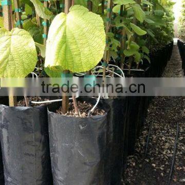 Poly Plastic tree grow bag