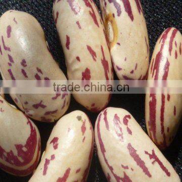 Light Speckled Kidney Bean