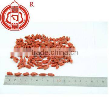 Lycium Barbarum photo-4