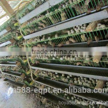 automatic quail farming cages design for kenya farm