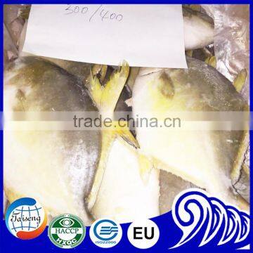 Frozen Golden Pompano /Pomfret Fish on Sale