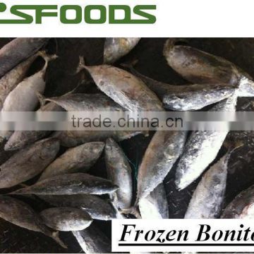 Frozen Bonito all size