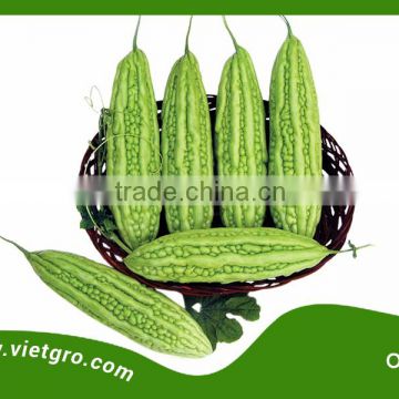 High Yield F1 Hybrid Bitter Gourd Seed - ORI 04