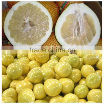 Guangxi pomelo fresh pomelo for sale