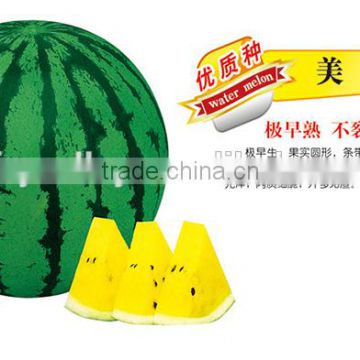 Hot Sale Hybrid F1 Sweet Yellow Watermelon Seeds For Growing-Midland F1