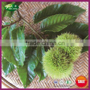 2016 New Crop High Quality Chinese Harvesting Fresh Chestnuts