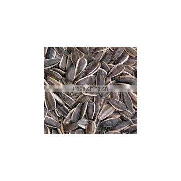 Organic Sunflower Seeds 5009 Sunflower Seeds White Sunflower Seeds photo-2