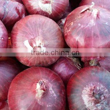 Best Quality Onion For Malaysian Importers