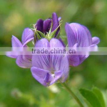 Excellent Alfalfa Extract Powder