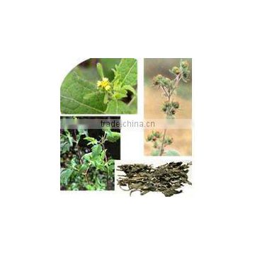 Herba Siegesbeckiae extract powder 5:1---100% Water Soluble