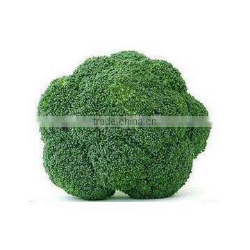 Mid early maturity wide adaptability broccoli seeds sakata broccoli seeds hybrid F1 seeds