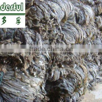 Wholesale all types of seafood dried seaweeds,algae culture,Kelp manufacturer.