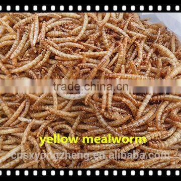 Pet Food Microwave Dried 2.5--2.8 cm Tenebrio Molitors photo-5
