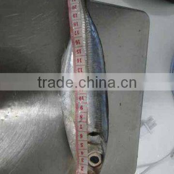 Frozen Horse Mackerel Trachurus Trachurus 20cm+ photo-3