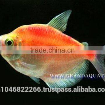 White Skirt Tetras Fish Farm For Sale and Export photo-4