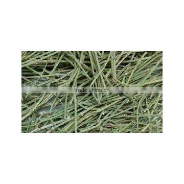 Ephedra Vulgaris photo-3