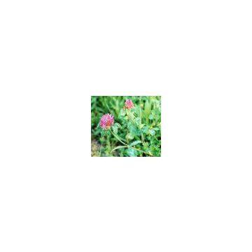 Red Clover P. E. 8%~40% Isoflavones